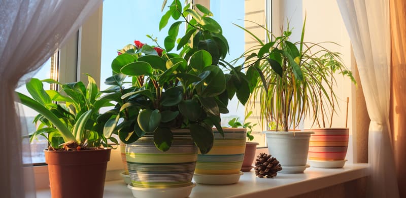 plants in home